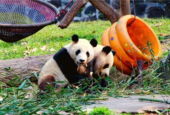 拍1单=1车*都江堰中华大熊猫苑(原熊猫乐园)+青城山一日游【[省心游]老司机全程管家式服务，让你放心游玩没有后顾之忧；】