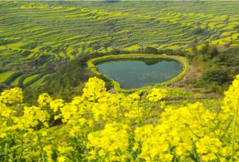 婺源篁岭一日游【含索道  篁岭+李坑   纯玩 天天发团】【鲜花小镇 小桥流水 梯田花海，看得见山望得见水记得乡愁】