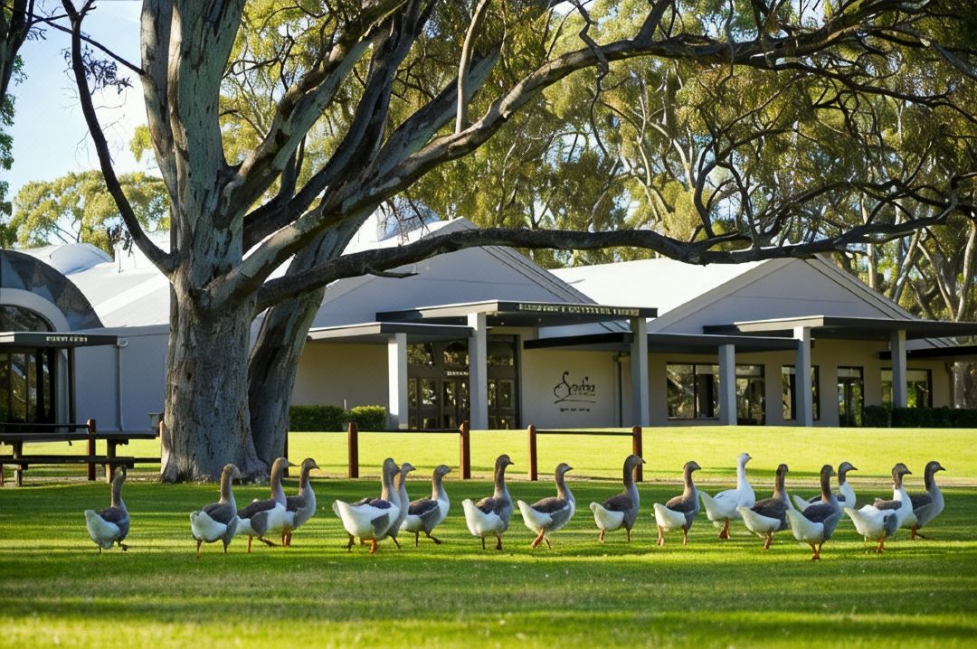 Serafino McLaren Vale