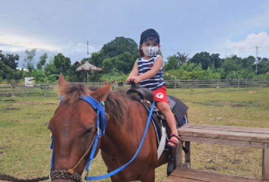 薄荷岛南部农场之旅 邦劳【南农场是一块占地 9 公顷的有机土地，位于邦劳，致力于打造乡村、手工、手工艺和手工建造的旅游目的地。 该景点以自然为基础，以家庭为导向，提供有趣的活动和当地活动。 我们为南棕榈度假村和北禅别墅提供重要的水果、蔬菜、草药和其他农产品来源。】