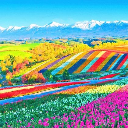 北海道四季彩之丘+富田农场花海一日游【小团赠四季彩门票】