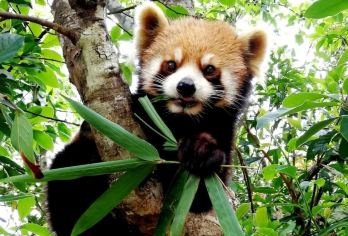 普洱太阳河森林公园+大开河梅子咖啡庄园+那柯里茶马驿站一日游【目的地旅行社，小团出游，睡醒出发，不争朝夕】