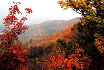 香山公园+颐和园一日游【2-8人英文团专车专导服务上门接送】【[香山]香山的黄栌、槭树类和银杏以其独特的树姿和秋季色彩为整体景观增色，让游客欣赏到美不胜收的秋】