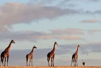2~11人小团，洛夫缔山顶+德国小镇+巧克力工厂+网红大木马【串联山顶全景、德式小镇、网红木马等特色景点，玩法丰富还能自选项目。】