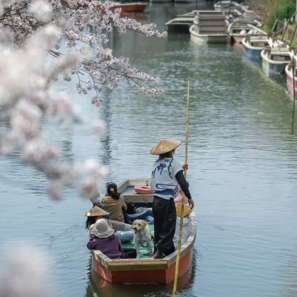 九州草莓采摘+柳川划船+恋木神社+奥特莱斯 樱花季一日游