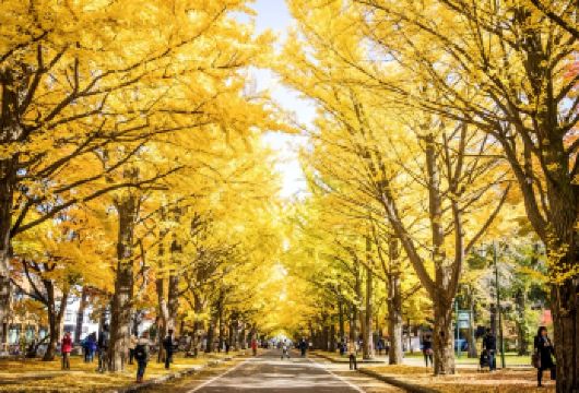 日本札幌北海道大学-北海道神宫-札幌钟楼【北海道中文专车】【中文专车出行，景点灵活调整，打卡经典，游玩自己定义，无需等待，专属贴心服务，尽享惬意旅程】