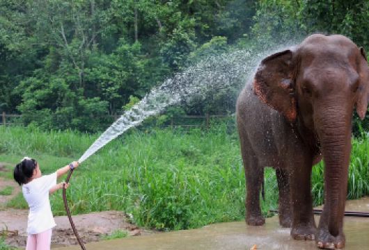 西双版纳野象谷一日游【可预约雨林牧象+大象洗澡+大象医生】【随心出发，出发时间自由支配，无购物无隐形消费】