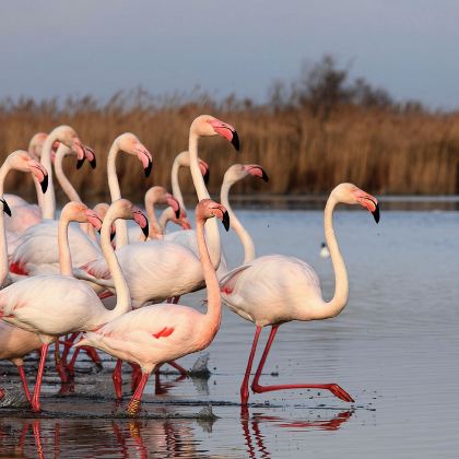 法国卡马尔格自然公园粉色盐湖一日游中文10小时包车马赛往返