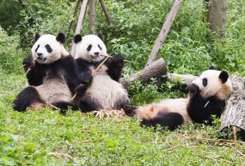 都江堰+卧龙熊猫神树坪基地一日游【2-8人团/三环上门接送】【[品质纯玩]高端品质游/三环内上门接人/不进任何购物店，违约全款退】