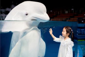 小麦岛公园+栈桥+五四广场+信号山公园+青岛海上观光一日游【欣赏万国博览[八大关 ]&网红[天主教堂|中山路商业街]& 感受青岛魅力】