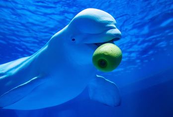 国庆·“鲸”奇上海海昌海洋公园、全球f个奥特曼主题展馆一日游【体验海洋的奇妙，近距离接触海洋动物】