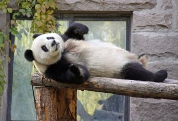 熊猫基地+青城后山一日游【尊享纯包车&严选司机&晚出发】【[省心游玩]老司机全程管家式服务，让你放心游玩没有后顾之忧】