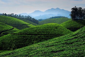 西双版纳南糯山制茶体验2-6人小团深度畅游小车出行无忧【[新奇体验]亲身体验采茶、制茶全程参与与见证普洱茶，深度畅游景区】