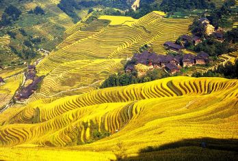 桂林龙脊梯田一日游（商务车服务+含门票）【惊叹于令人惊叹的、联合国教科文组织认可的梯田——令人惊叹的自然奇观。 探索古老、自然的梯田与传统瑶族聚居地和景观的完美融合。 欣赏宛如地球指纹般令人惊叹的层层梯田，攀登金佛顶，欣赏全景。】