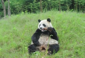 【2-8人专车团/含门票】青城山+都江堰中华大熊猫苑一日游【[贴心服务]三环路以内上门接站，一日游玩2大景区，门票全含；】