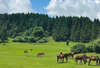重庆武隆+乌江画廊（涪陵段）+天生三桥+仙女山一日游2-8人【[纯玩小团]2-8人精致小团，本地向导带您玩，贴心细致服务，轻松自在！】