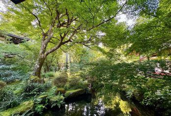 日本京都-琉璃光院-三千院-贵船神社-红叶满天 京都巡礼【专业行程定制，精选热门景点，高效游玩不走回头路，贴心服务保障，轻松】