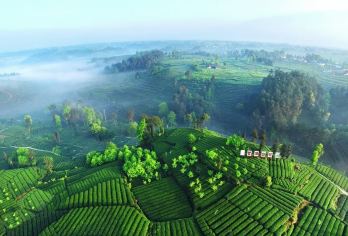 从成都出发：蒙顶山茶园 采茶+制茶体验+私人团一日游C【亲身体验采茶乐趣：在蒙顶山茶园，亲手采摘嫩叶，感受大自然的馈赠与传统茶文化的魅力。】
