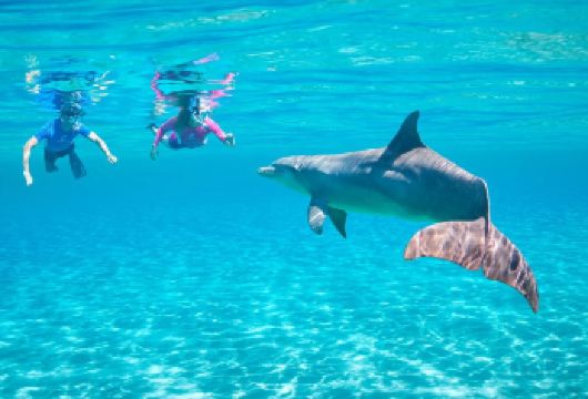 埃及 赫尔格达出发 红海快艇观赏海豚+2次浮潜体验之旅【探索红海丰富的海洋生物和迷人的海岸风光】