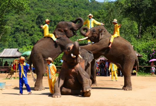 云南西双版纳野象谷一日游【独立用车丨纯玩上门接送】【[品质保障]独立包车，全程只为您服务不论您多少人，司机、用车等全程都是为您服务】