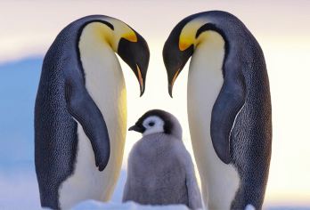 日本冬季北海道旭山动物园+美瑛网红树+青池+四季彩之丘一日游【精选景点不走寻常路，纯玩不进店！】