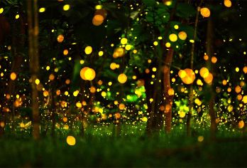 中国科学院西双版纳热带植物园日游+夜游萤火虫-独立用车【[费用包含]往返独立用车+植物园门票+夜游拼团15人讲解导服讲解(不含电瓶车，不含白天导游讲解)】