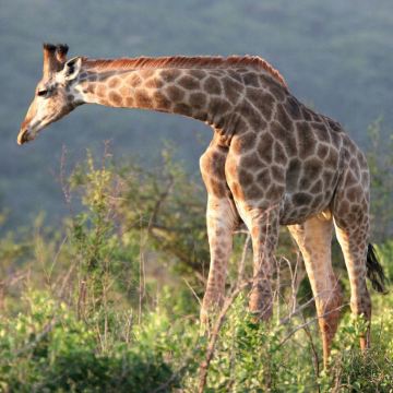 南非夸祖鲁-纳塔尔省德班赫卢韦伊姆福洛西公园一日游bd