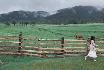 西藏林芝地区鲁朗林海一日游丨林芝当地往返【西藏小瑞士鲁朗林海，邂逅如诗田园与壮丽雪山】