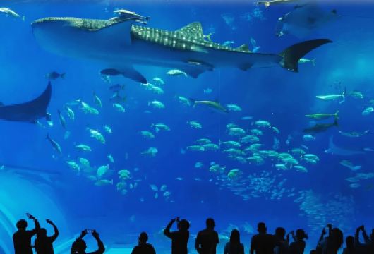 日本冲绳美国村一日游【美国村中北部一日游游】【冲绳景点观光线路 配备多国语言GPS讲解】