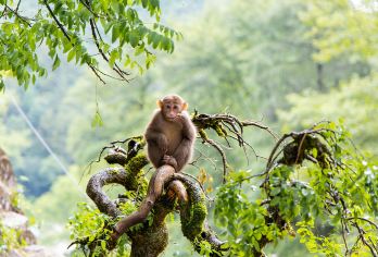武夷山青龙大瀑布一日游+观光巴士含讲解+三姑度假区酒店接纯玩【武夷山三姑度假区酒店上门接+景区观光巴士，亲子甄选，纯玩无购物】