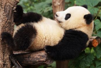 成都大熊猫繁育研究基地【猩咖说|VIP包团|深度趣讲含门票】【[精品小团]配备蓝牙耳机，告别嘈杂散拼大团，品质有保障】