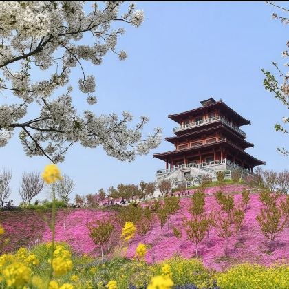 嵩山+古柏渡丰乐樱花+卢崖瀑布风景区/多国语言导游@