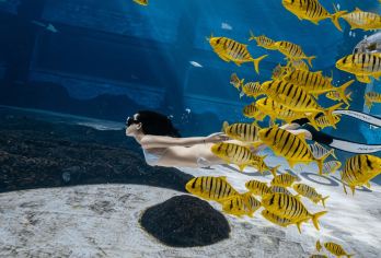 三亚海棠湾豪生海世界小黄鱼馆·精品深潜摄影套票深潜美摄【[纯玩]游玩灵活，专注体验风景玩乐，轻松享受纯粹游玩】