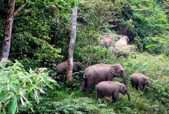 西双版纳野象谷一日游【野象寻踪丨10点晚出发丨探秘雨林|】【专业经营纯玩，真心纯玩无购物，不进店，提高体验度；】