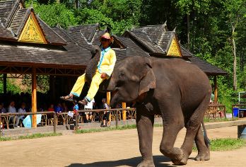 云南西双版纳野象谷+西双版纳原始森林公园一日游【独立用车】【[品质保障]一单一车，全程只为您服务不论您多少人，司机、用车等全程都是为您服务】
