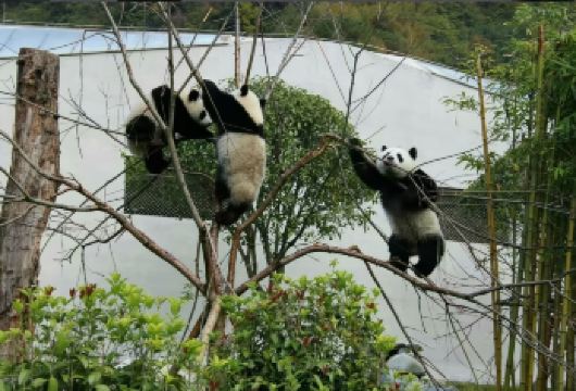卧龙大熊猫苑+映秀遗址一日活动2-6人独立团卧龙看福宝小奇迹等【[品质旅游]睡醒出发，时间自由，不进店不购物，无强制消费行程透明，自由出行！】
