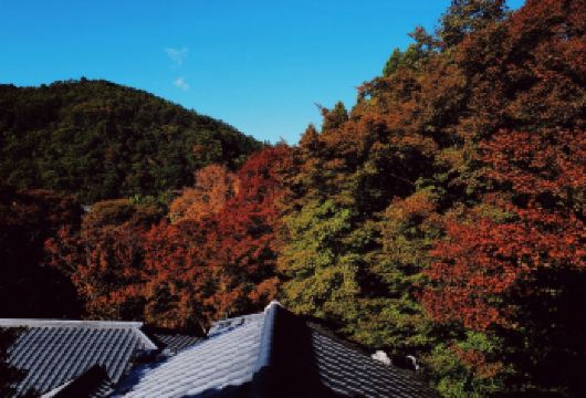 日本大阪~难波八坂神-通天阁-心斋桥-道顿堀-经典景点-购物【专业行程定制，精选热门景点，高效游玩不走回头路，贴心服务保障，轻松】