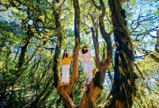 下车即达高黎贡山西段毛毛球原始森林｜胆扎.青草岭｜一价全含【[野趣寻宝]腾冲宝藏轻徒步｜市区2h直达，向导全程护航，纯毛毛球徒步+山野傈僳族美食+野温泉一站式享】