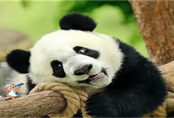 西安秦岭四宝科学公园+秦岭国家植物园一日游【亲子网红打卡】【[亲子网红打卡地]秦岭四宝馆】