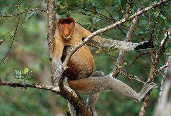 文莱河生态探索半日游【红树林+长鼻猴】【独特生态系统】