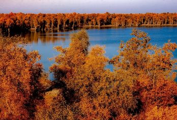 库车起止---沙雅原始胡杨林生态文化景区一日游【▼体验原汁原味的南疆自然人文风情！】