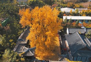 西安+古观音禅寺+终南山古楼观台1日-真纯玩|无套路|服务好【车辆15%空座率，严选安全舒适车辆，优秀当地老司机，熟悉路况，安全驾驶，服务态度好，真诚待客。】