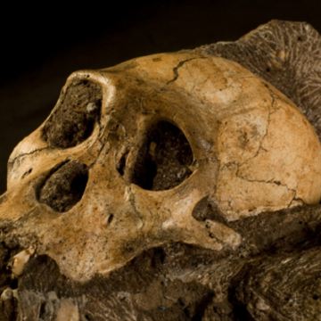 探秘人类摇篮：斯特克方丹洞穴与玛罗篷起源之旅半日游