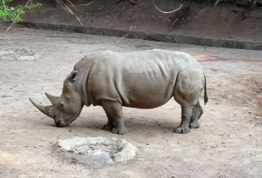 普洱太阳河森林公园+小凹子咖啡庄园一日游【版纳、普洱出发】【[品质保障]尊享独立团，懒人玩法，睡醒出发，精致服务，拒绝拥挤嘈杂，私享自在舒适空间；】