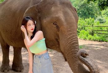 【高品质小团丨赠送傣族园电瓶车 】野象谷+傣族园一日游丨纯玩【[行程更灵活]精品小团，专车上门接送，出发时间自由宽松，景点停留时间可以根据您的需求调整，随心玩。】