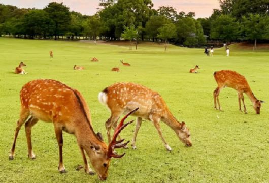 大阪奈良公园+东大寺+宇治抹茶+温泉一日游【中文导游】【看鹿品茶泡温泉，逛吃放松小旅行，每组赠送价值200日币鹿饼1份 此为赠送如遇售罄不退费用】
