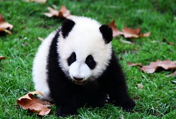 熊猫基地+三星堆一日游【包车游、上门接送、1份=1辆车】【多线路可选，上门接送，时间自由，出行方便，适合带小朋友玩。】