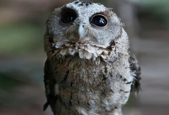 普洱太阳河森林公园+普洱银生茶庄园一日游【采茶制茶+门电】【[尊享定制团]一对一服务，专车司机用车服务，酒店上门接送，纯玩行程，随心出发，懒人玩法！】