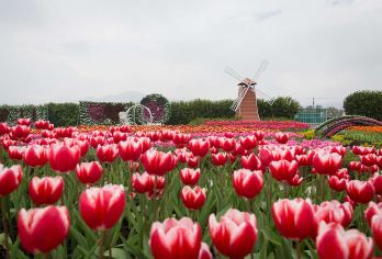 中社观光花市+高美湿地一日游【拼团游/台中出发/不用早起/追花看海，花海到海景一气呵成，视觉与心灵的双重疗愈。】