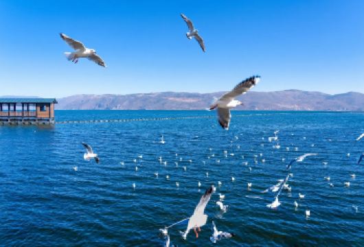 丽江大理双廊+圣托里尼+洱海+生态廊道+大理古城一日游【性价比之选，丽江出发大理纯玩一日游】